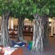 Trees-Tree-Nature-Maker-Naturemaker-Art-Artificial-Fake-Custom-design-unique-best-public-banyan-library-alabama