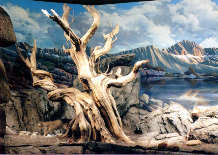 Trees-Tree-Nature-Maker-Naturemaker-Art-Artificial-Fake-Custom-design-unique-best-large-bristlecone-pine-museum