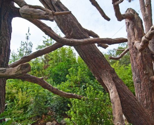 Trees-Tree-Nature-Maker-Naturemaker-Art-Artificial-Fake-Custom-design-unique-pine-zoo-los-angeles-Sculptures