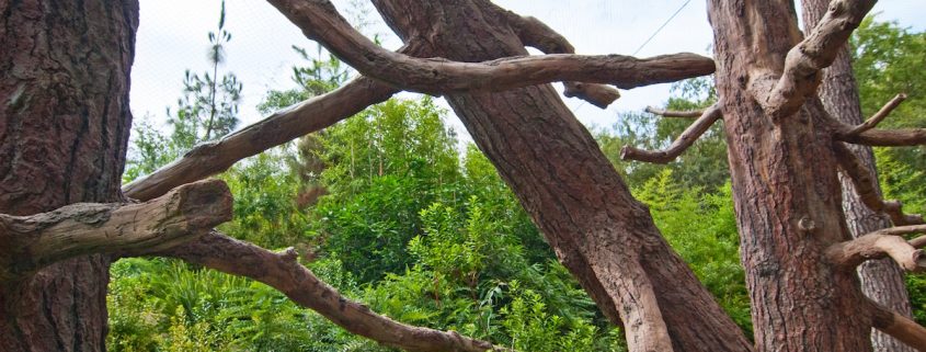 Trees-Tree-Nature-Maker-Naturemaker-Art-Artificial-Fake-Custom-design-unique-pine-zoo-los-angeles-Sculptures