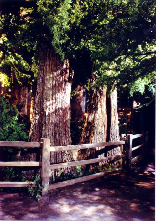 Trees-Tree-Nature-Maker-Naturemaker-Art-Artificial-Fake-Custom-design-unique-best-commercial-Sculptures-redwood-museum