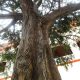 Trees-Tree-Nature-Maker-Naturemaker-Art-Artificial-Fake-Custom-design-unique-hotel-montezuma-cypress-sculpture-commercial
