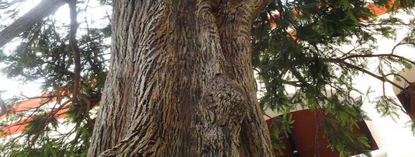 Trees-Tree-Nature-Maker-Naturemaker-Art-Artificial-Fake-Custom-design-unique-hotel-montezuma-cypress-sculpture-commercial