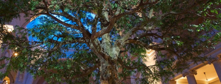 Trees-Tree-Nature-Maker-Naturemaker-Art-Artificial-Fake-Custom-design-unique-best-metropolitan-faux-oak-museum
