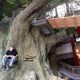 Trees-Tree-Nature-Maker-Naturemaker-Art-Artificial-Fake-Custom-design-unique-best-commercial-Sculptures-oak-large