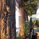 Tree-Nature-Maker-Naturemaker-Art-Artificial-Fake-Custom-design-best-redwood-salesforce-corporate-san fransisco