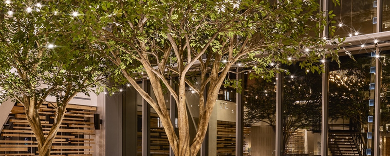 Ficus benjamina Steel Art Trees in dining area as centerpiece with lights