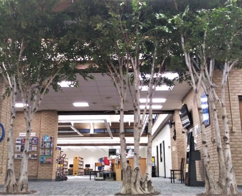 Birch Tree for Harford County Public Library Aberdeen branch
