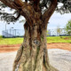 Outdoor Oak Steel Art Tree with Raccoons and Rabbit, Leo's Landing